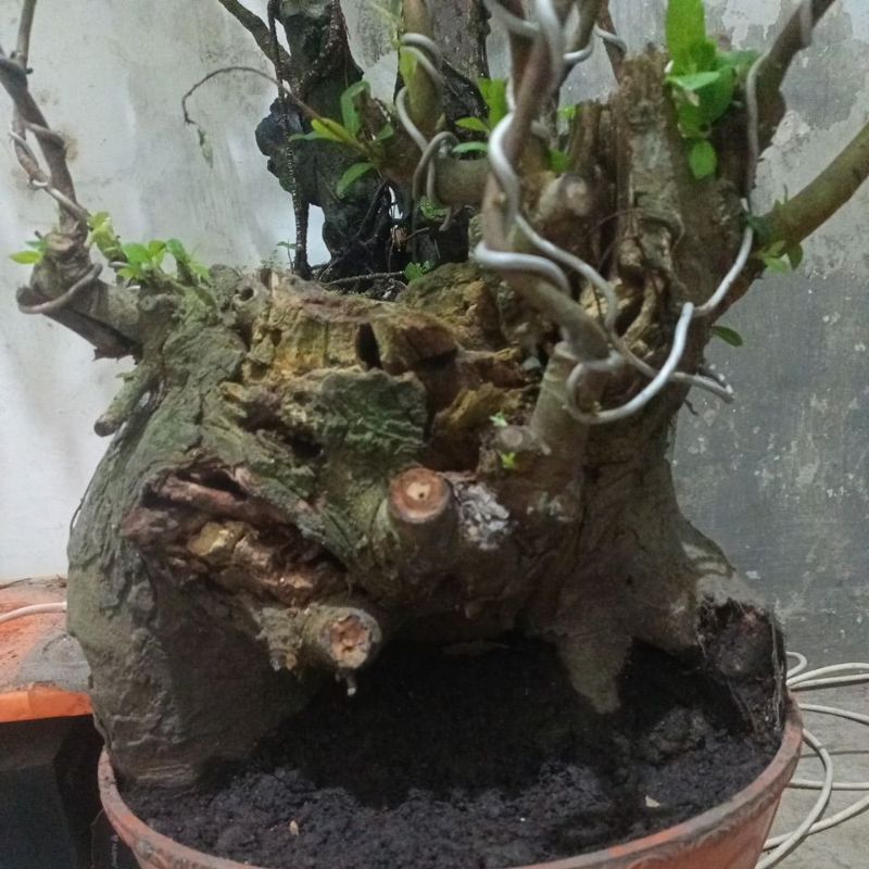 bahan bonsai Loa bonggol dongkelan