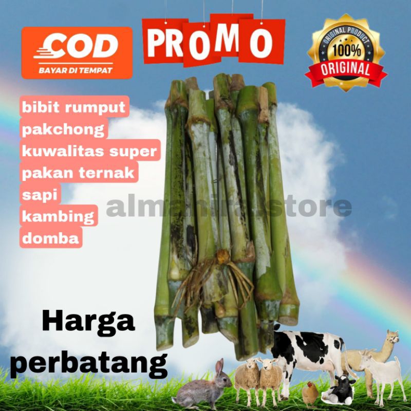 BIBIT PAKCHONG PERBATANG BIBIT RUMPUT PAKCHONG PERBATANG PAKAN TERNAK