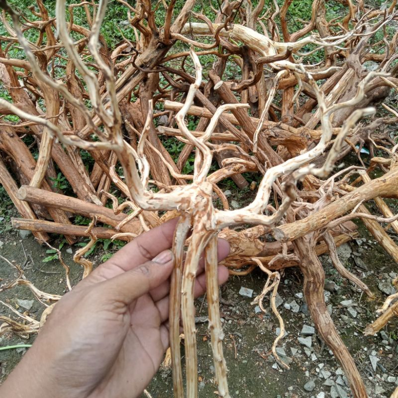 Ranting Aquascape - Akar Rasamala Size s - Akar Senggani Aquascape