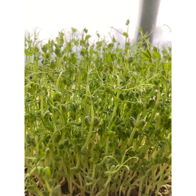 

Microgreen Pea Shoot 40G