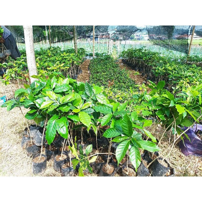bibit kopi Arabika asli temanggung (isi 13bibit kopi)