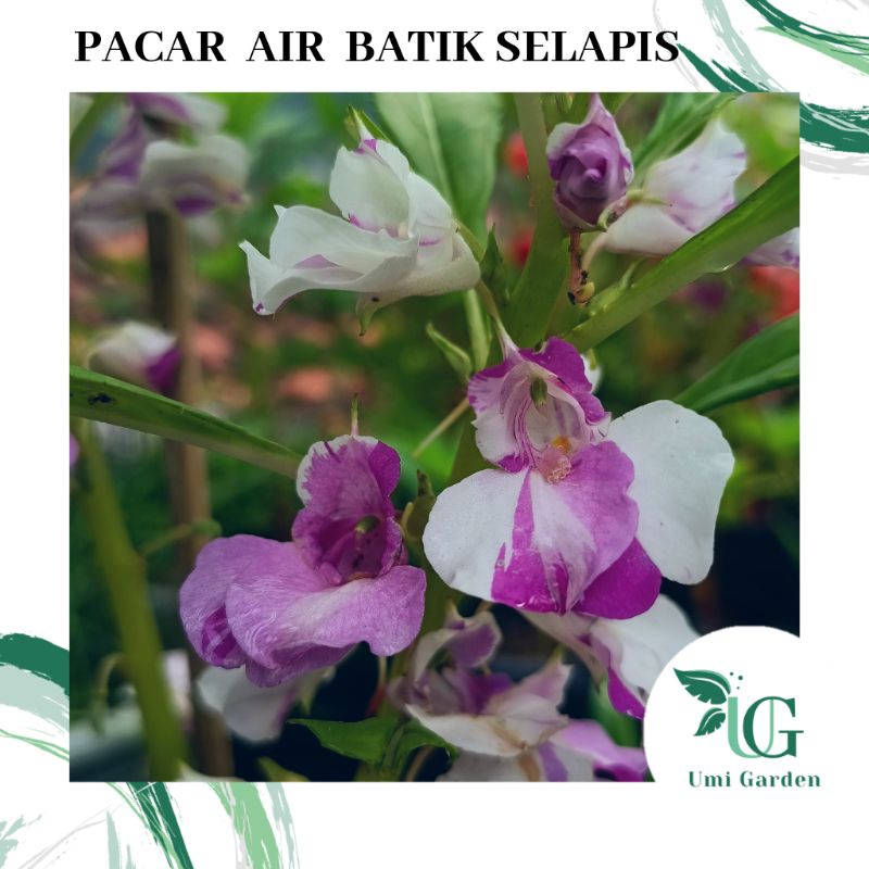 7 Biji Pacar Air Batik Ungu Putih Selapis Benih Bunga Impatiens Balsamina