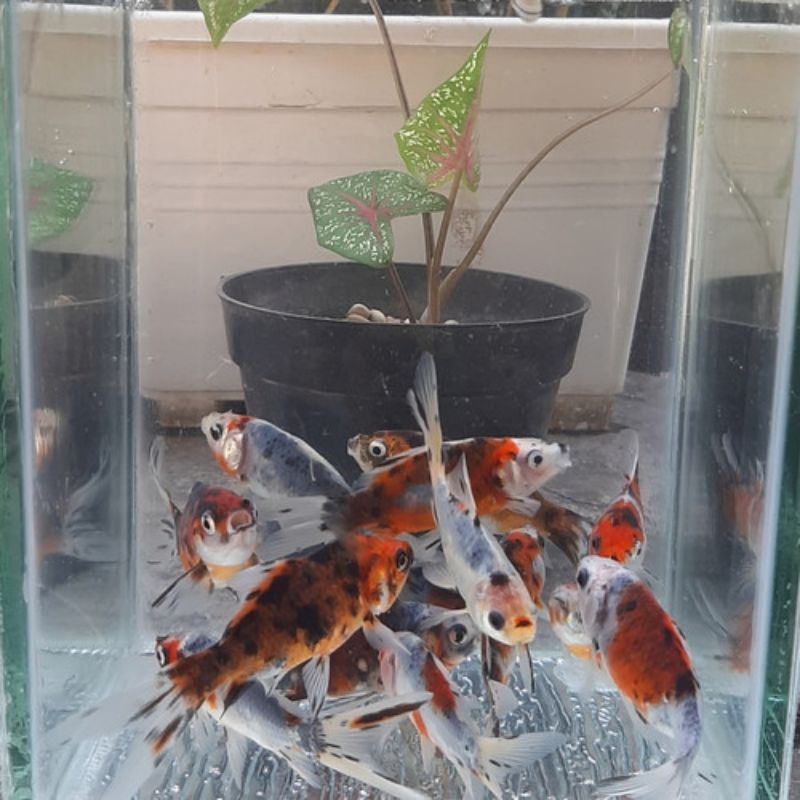 KOMET PANCAWARNA AQUASCAPE