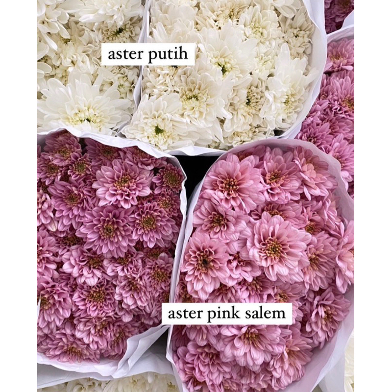 Bunga Segar Aster | BUNGA ASLI | Bunga Aster