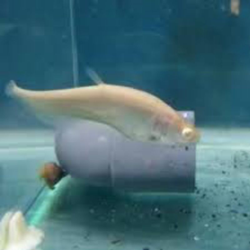 hiasan aquarium belida albino
