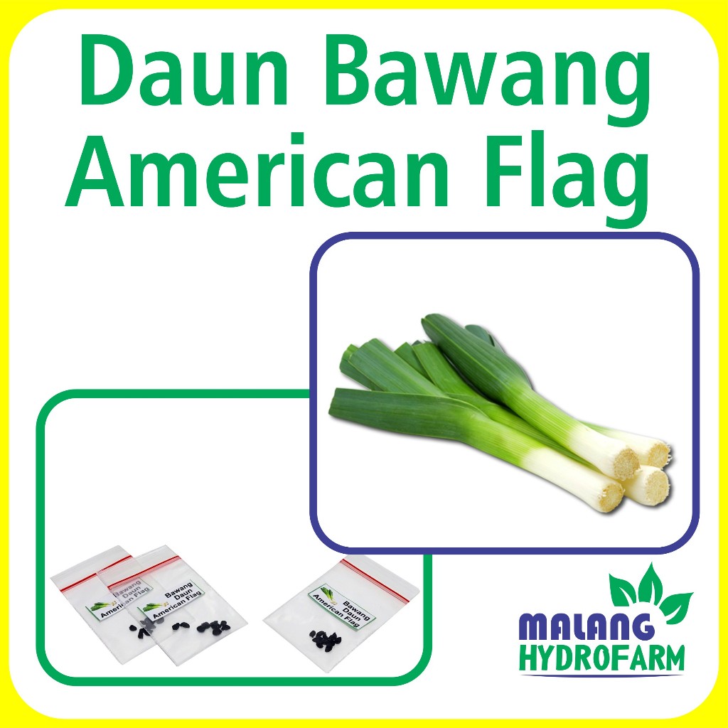 

Benih Bawang Daun American Flag Unggulan Berkualitas bibit biji leek large repack prei raksasa amerika hydroponik hidroponik