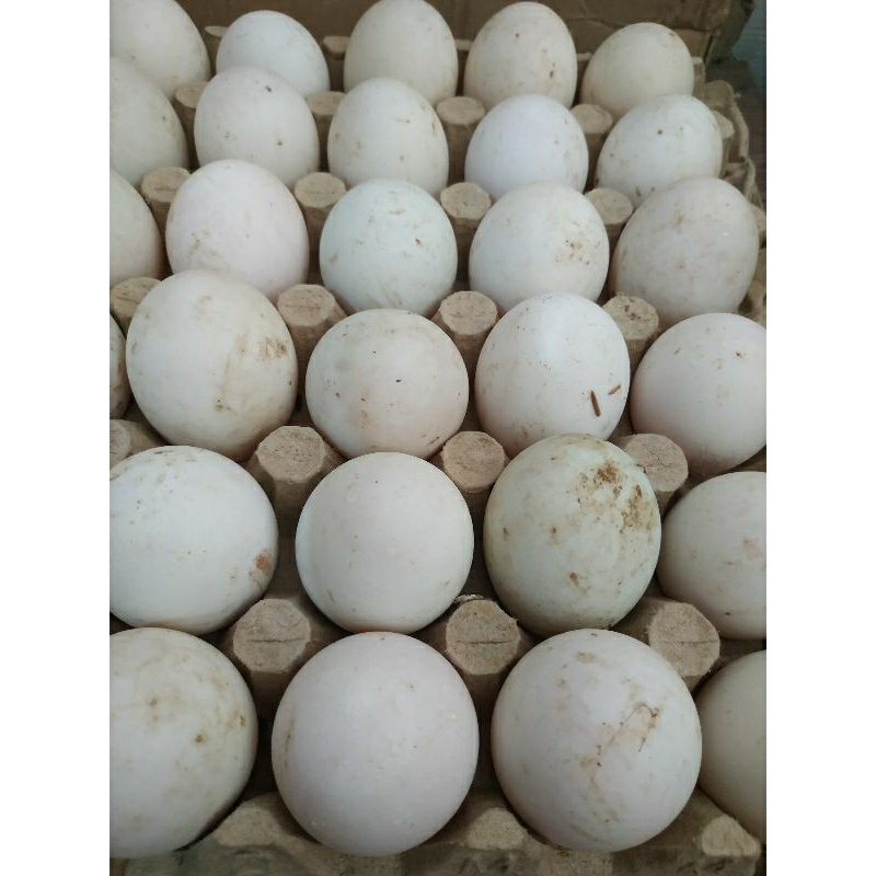 

telur bebek (15 butir)