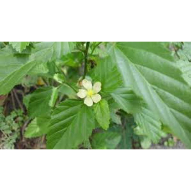 

terlaris jual daun sadagori segar dan kering untuk kesehatan