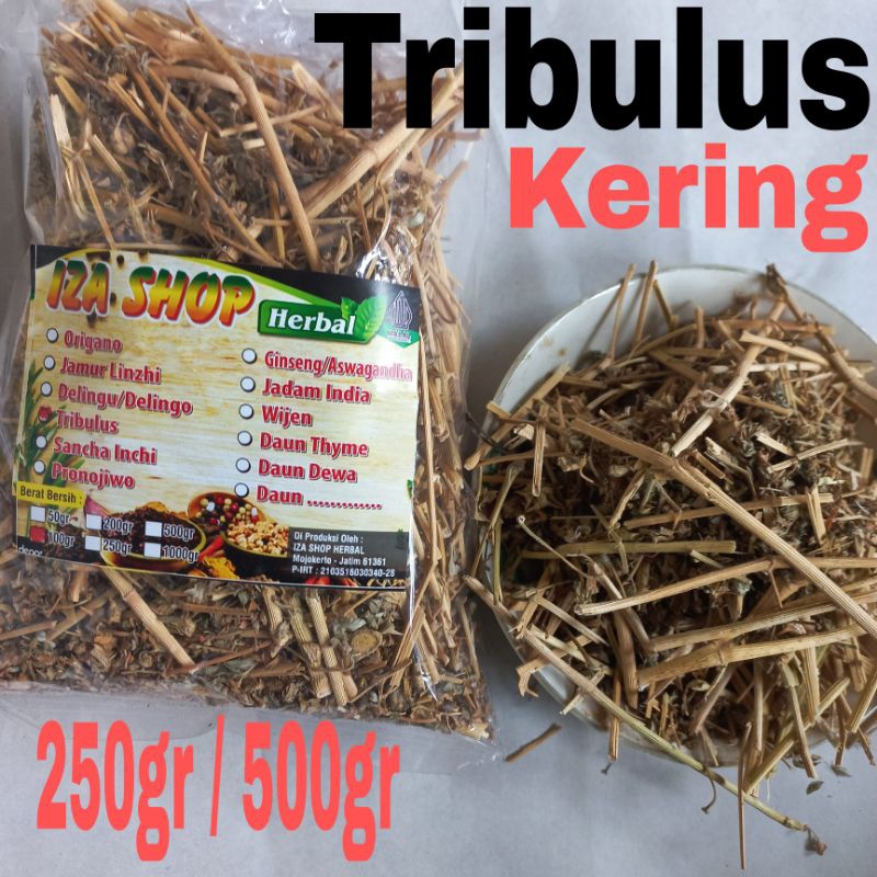 

Tribulus Rajang Kering 500gr