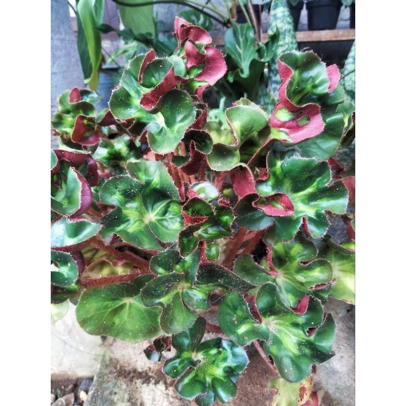 Tanaman hias Begonia curly cathedral / begonia keriting/ begonia kuping bisa (COD)