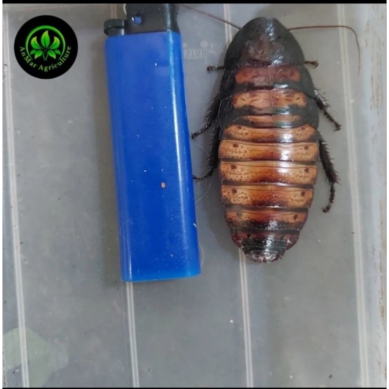 induk kecoa madagaskar madagascar hissing cockroach