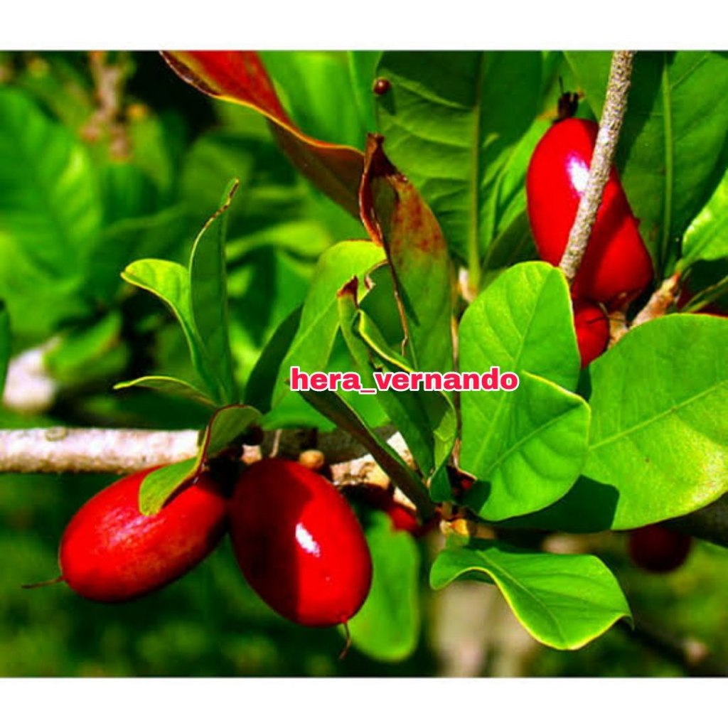 Bibit Miracle Fruit Super Ajaib Sudah Berbunga