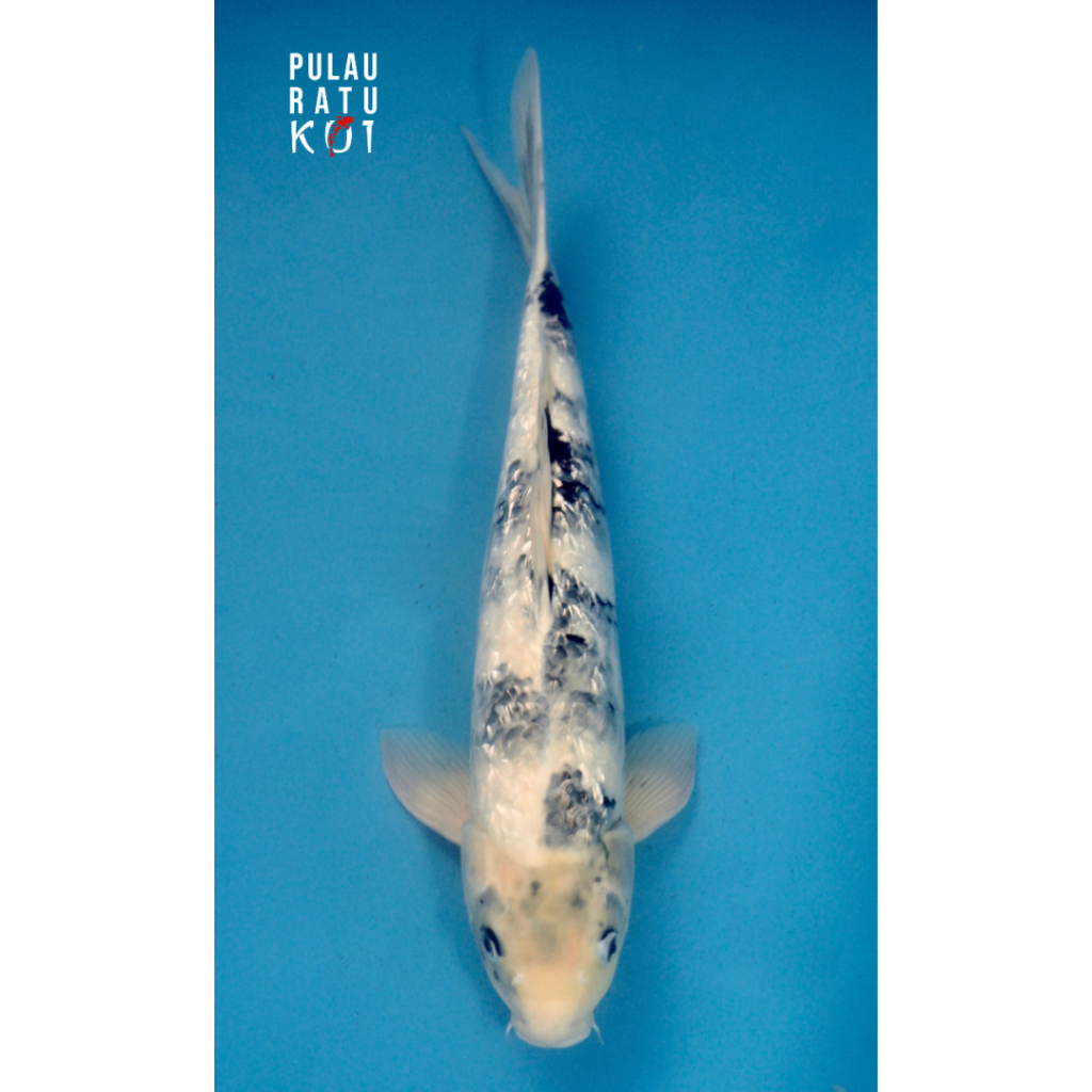 ginrin shiro utsuri 50 bu female omosako ikan koi import sertifikat breeder 32985