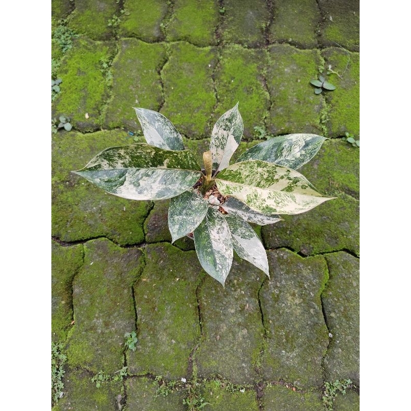 aglaonema siam jade variegata kd.B