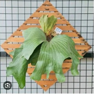 platycerium/kesimbar E x A hybrid Platycerium Elephantotis x platycerium Alcicorne