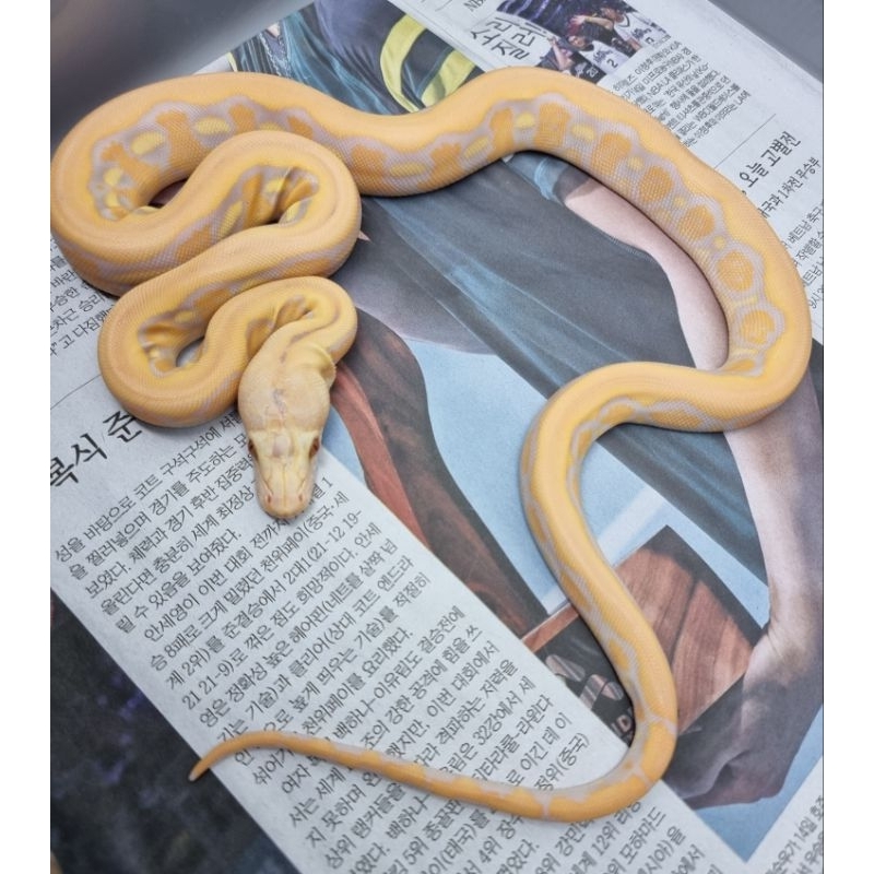 retic albino tiger lavender