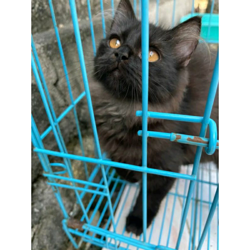 Lepas Adopt Kucing Persia Flatnose Kitten 2,5Bln