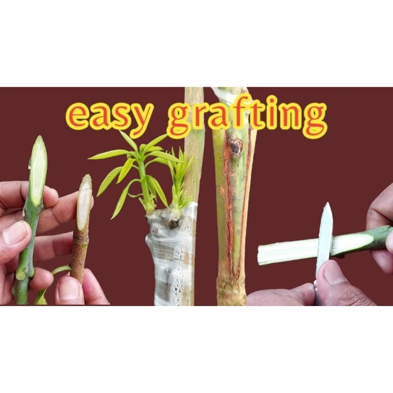 plastik pe.02 plastik okulasi lembaran