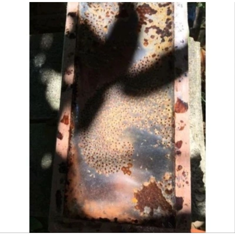 

Lebah Klanceng/Trigona/Kletut/lebah madu