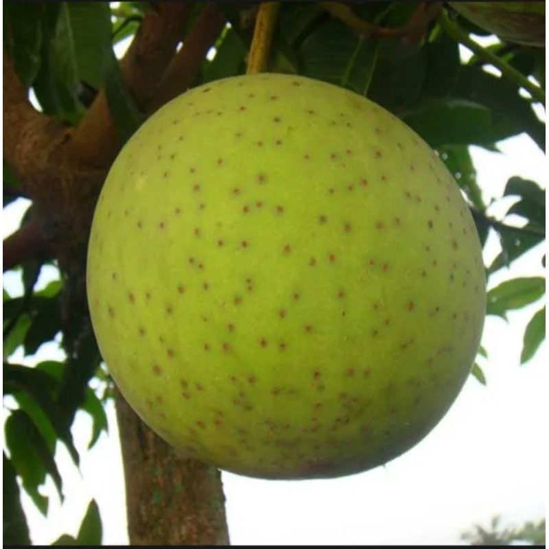 

buah limus bacang tua pohon