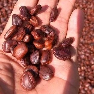 

Benih biji asem jawa 1 kilo