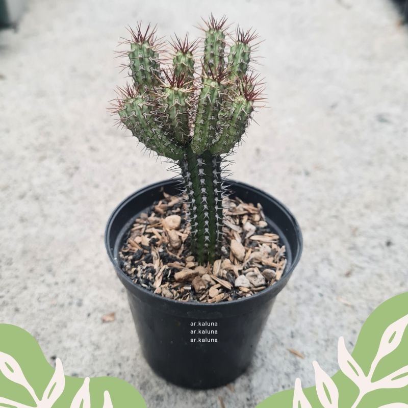 Euphorbia ' Baioensis ' sukulen kaktus tanaman hidup