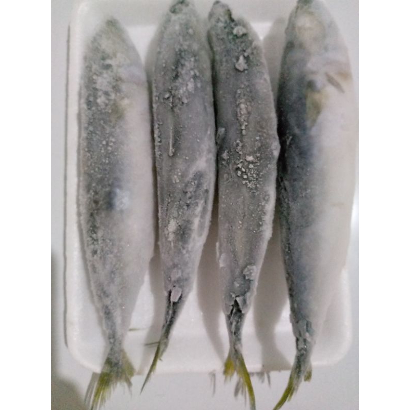 

ikan salem beku (Frozen)