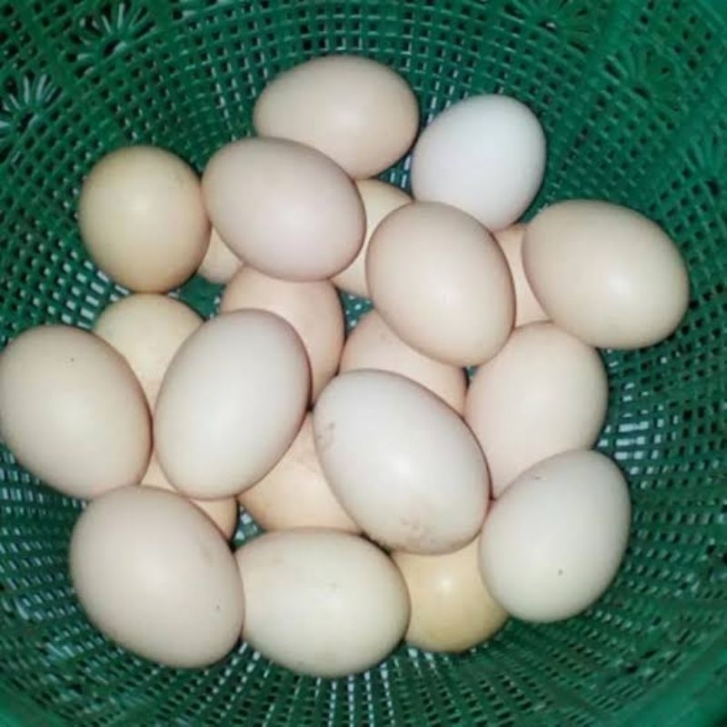 

Telur Ayam Kampung 1 Butir