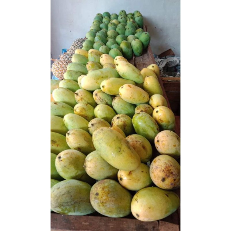 

bib buah mangga golek super besar dan manis