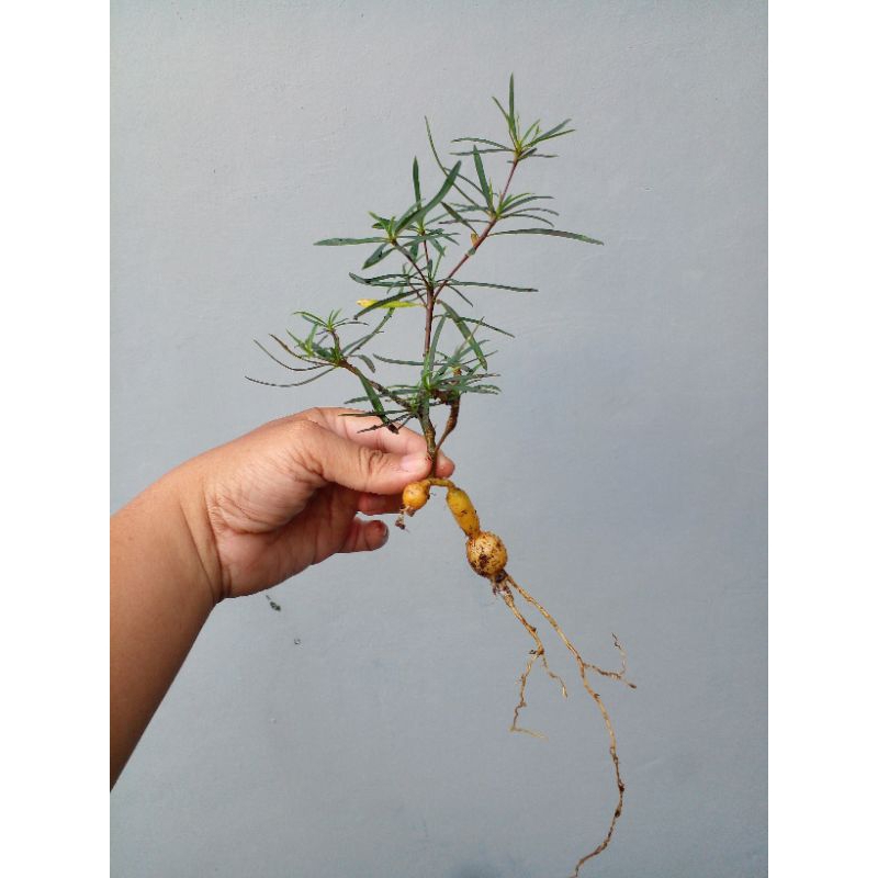 Euphorbia hedyotoides