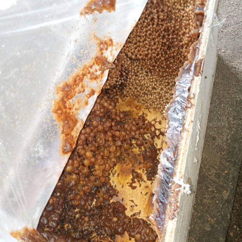 bibit lebah klanceng/trigona