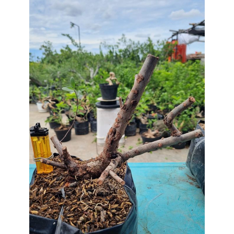 Dongkelan Santigi Karang Bahan Bonsai Small