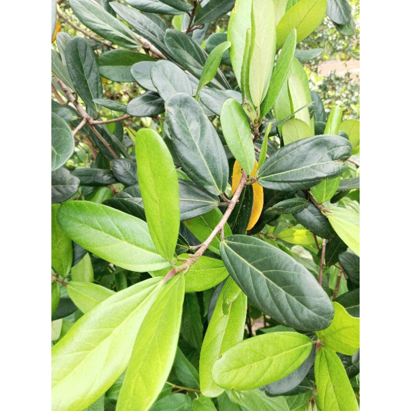 cuting stek ficus retusa fress