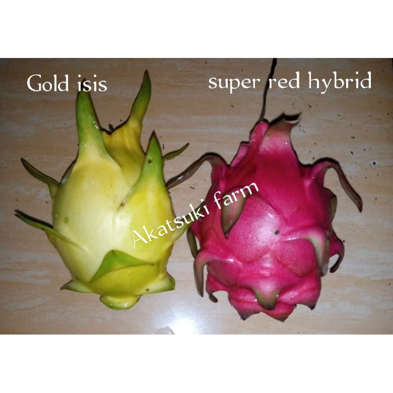 bibit STEK buah naga isis golden + super red hybrid. STEK