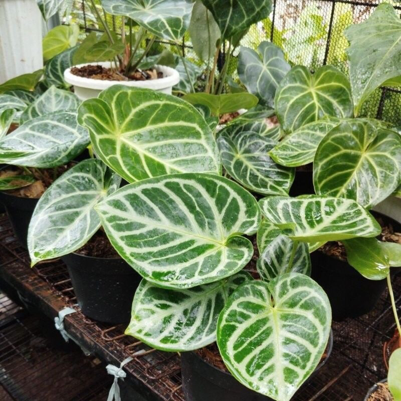 Anthurium dorayaki silver bulat-dorayaki mangkok
