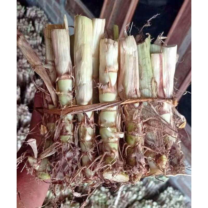 Bibit Rumput Odot isi 25 Batang Rumput Odot Superan