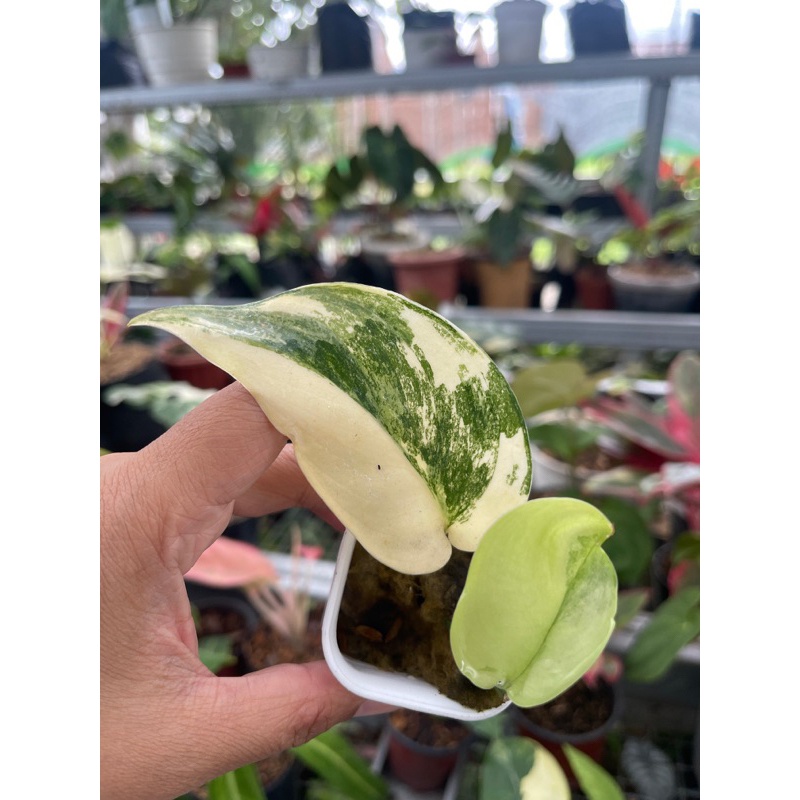 scindapsus jade satin