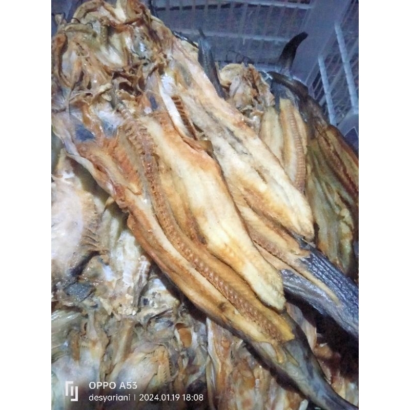 ikan Asin Sembilang