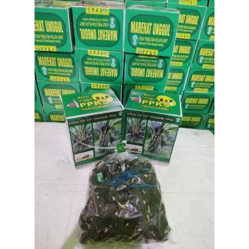 YANGAMBI benih kelapa sawit unggul DXP PPKS 239