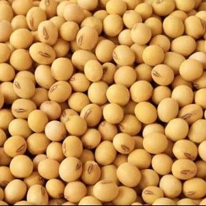 

kacang kedelai soya bean soy bean 1kg