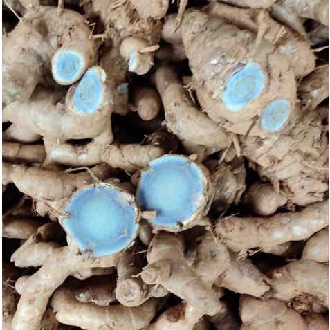 kunyit hitam(curcuma caesia)/kunyit pilihan kemasan 1kg