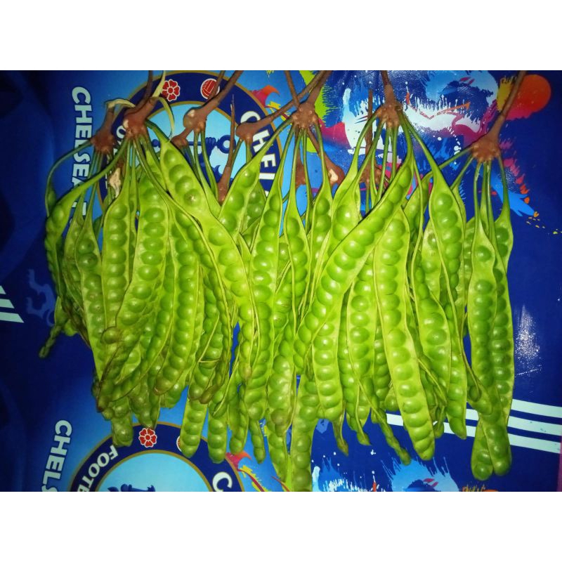 

petai