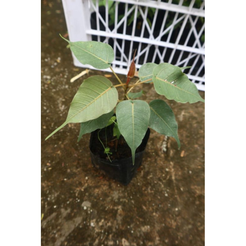 ficus religiosa/bodhi pucuk merah