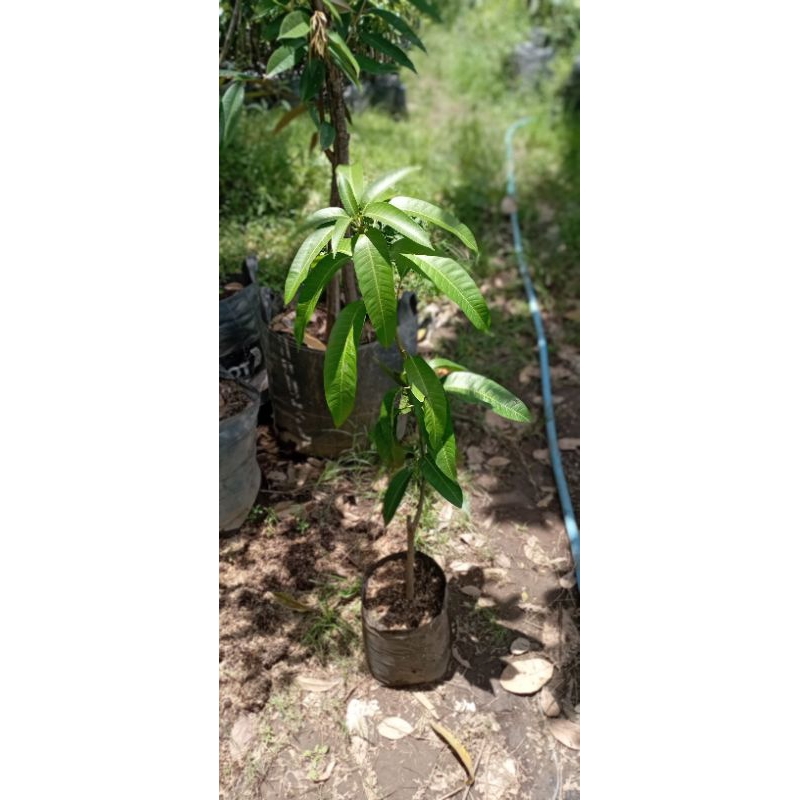 Bibit Mangga Kiojay Tinggi 1 Meter ( SESUAI FOTO )