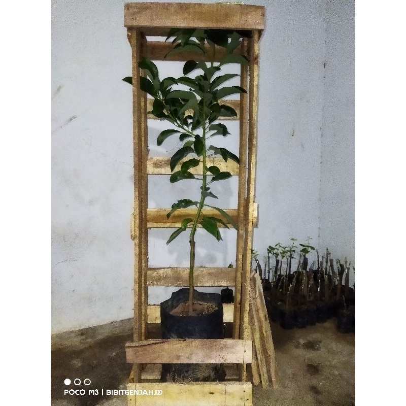 

Tambahan packing peti kayu khusus (CARGO) Bibit full media