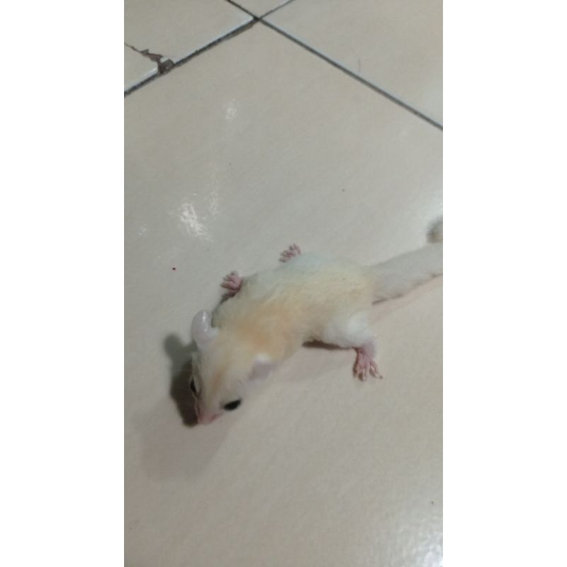 sugar glider creamino, wf platinum, leu, mozaik dan classic gray mainan anak yg