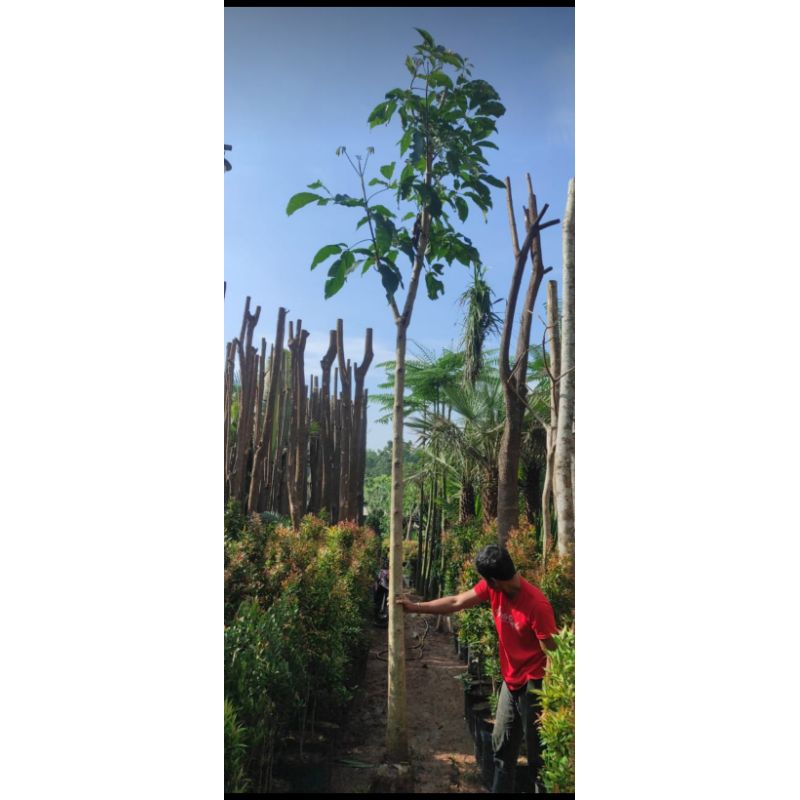 Pohon tebebuya rosea pink tinggi 4m sudah termasuk ongkos kirim