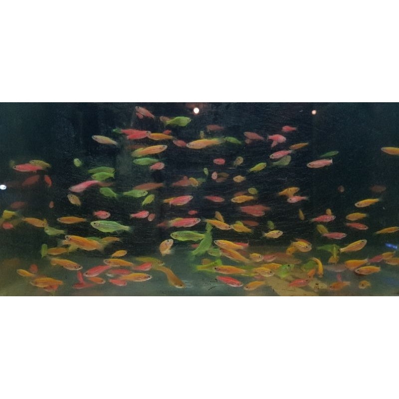 Danio zebra