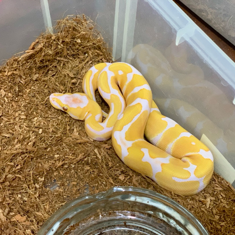 (F) Lavender Ball Python [2023020801]