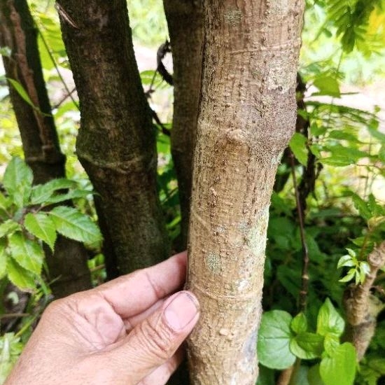 Bibit Bonsai (Tanaman Hias dan Herbal ) kedongdong Laut 1 Batang